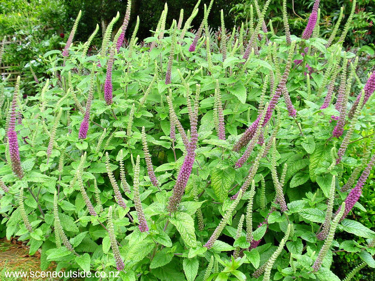 teucrium-hircanicum-purple-tails-4.jpg