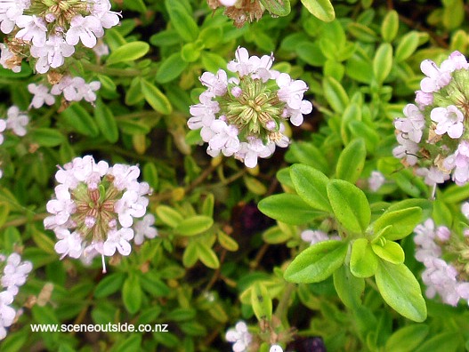 thymus-pulegioides-bertram-anderson-1.jpg