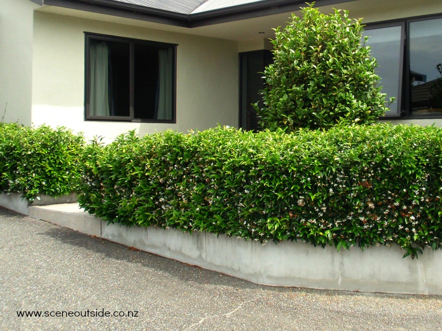 trachelospermum-jasminoides-hedge.jpg