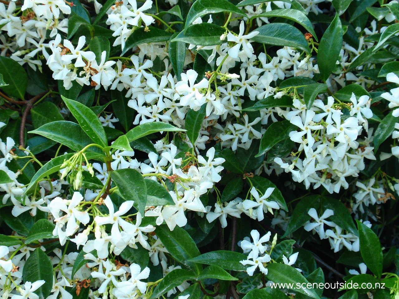 trachelospermum-jasminoides.jpg