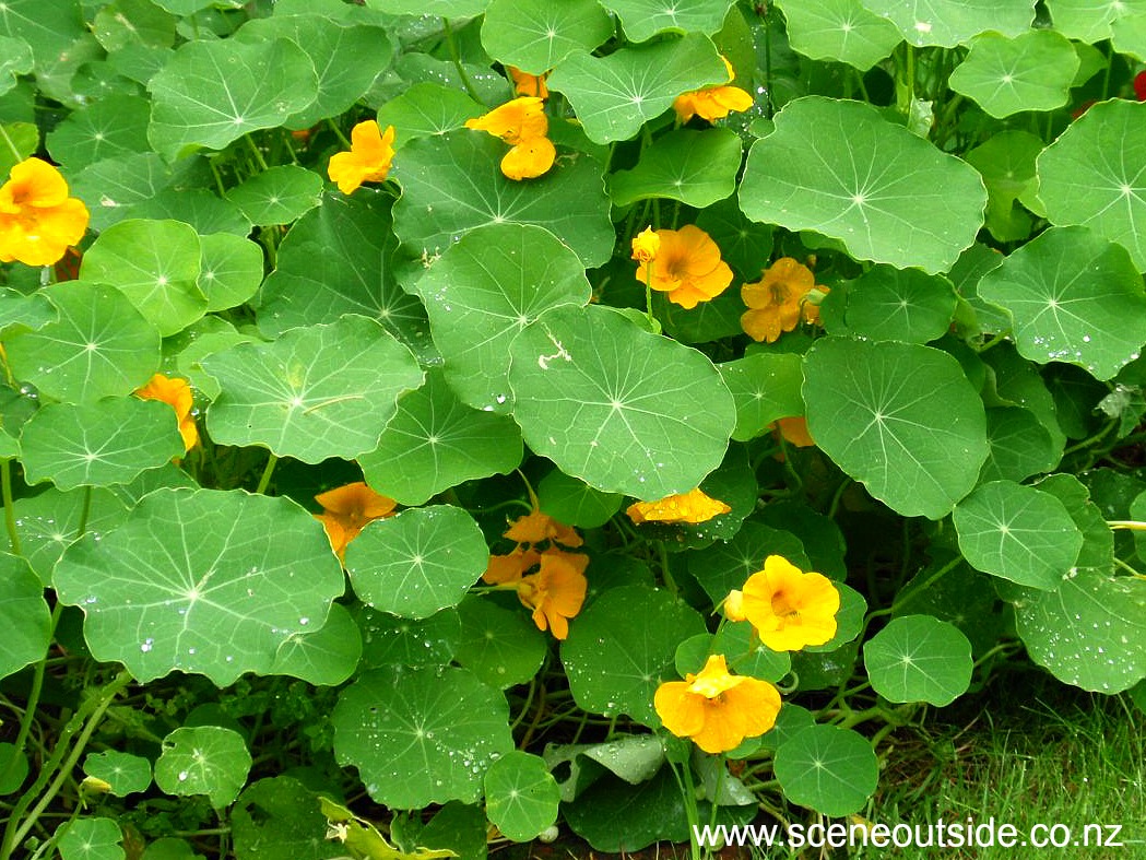 tropaeolum-majus-1.jpg