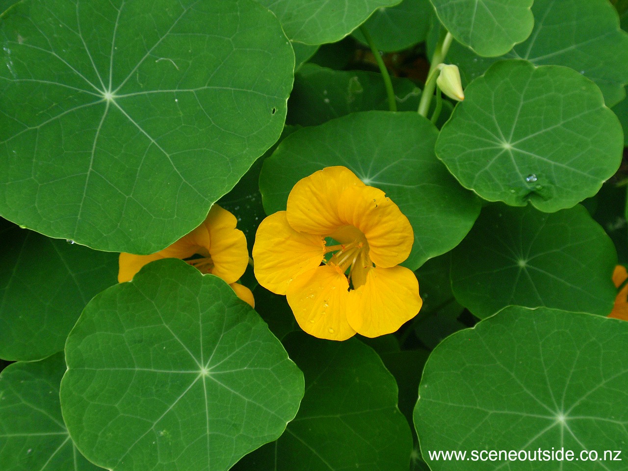 tropaeolum-majus.jpg