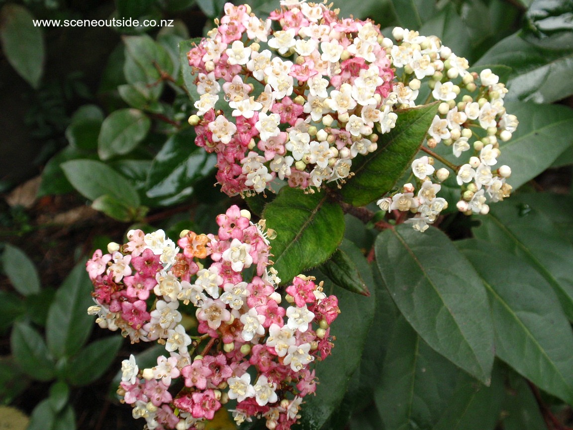 viburnum-eve-price.jpg