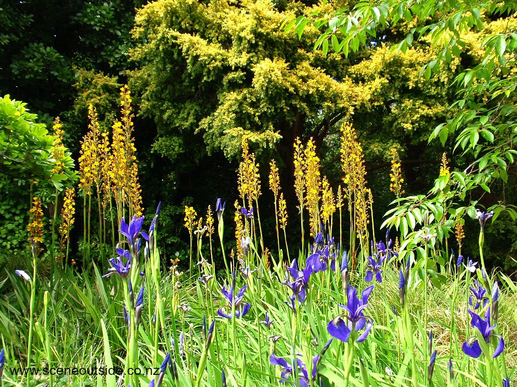 iris-wachendorfia-thyrsiflora.jpg