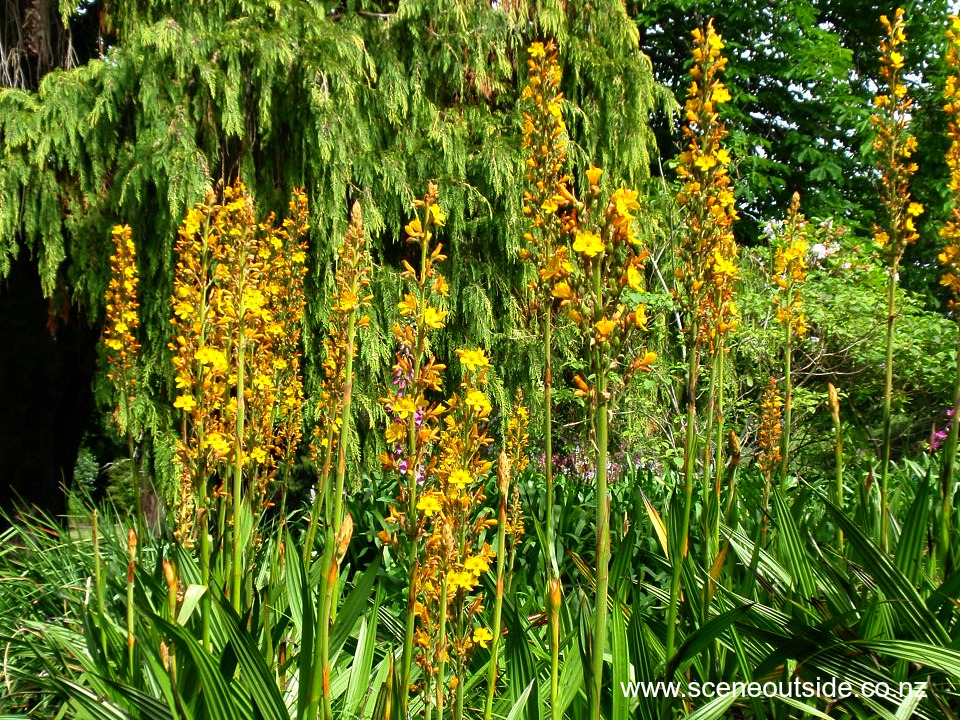 wachendorfia-thyrsiflora.jpg