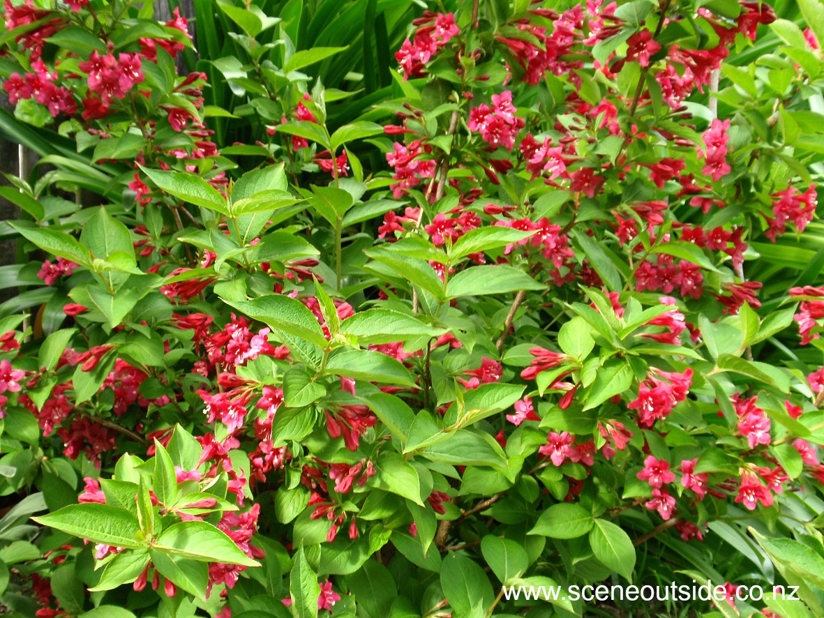 weigela-newport-red-1.jpg