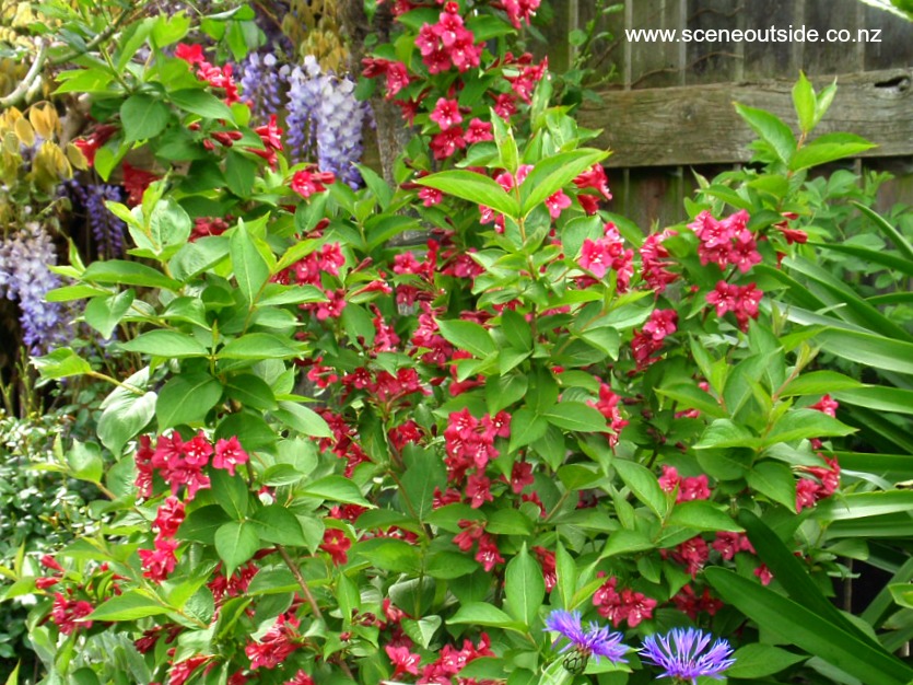 weigela-newport-red-2.jpg