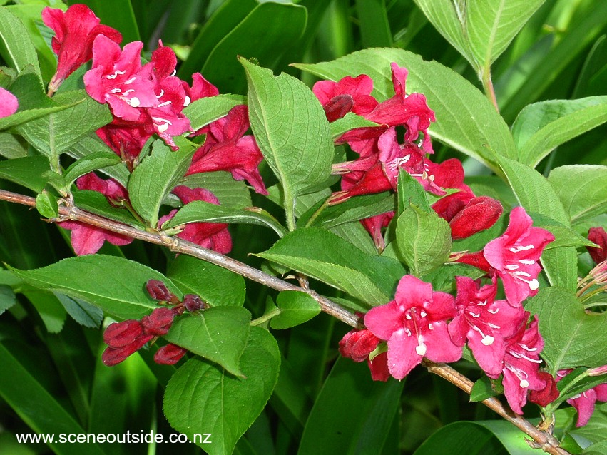 weigela-newport-red.jpg